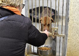 Boulogne : Mowgli, le pitbull retrouvé agonisant va mieux