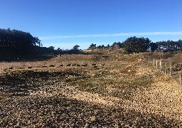 Des moutons lâchés dans les dunes de la Slack