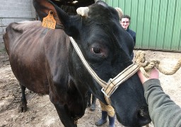 Au salon de l'agriculture, Icône une Rouge Flamande de Samer est troisième !