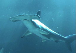 Nausicaa : nouveau décès de requin-marteau et le dernier est au plus mal