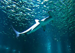 Décès du dernier requin-marteau à Nausicaá