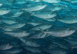 Un aquarium se fissure à Nausicaà !