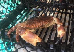 Des hamburgers et des pizzas au crabe ce week-end à Audresselles !