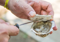 Le préfet donne son accord pour un élevage d'huîtres à Oye-Plage.