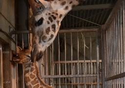 Une girafe est née à Bellewaerde