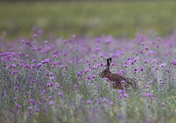 C’est l’ouverture de la chasse ce week-end…