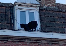 Une panthère noire se promène sur toits et créé la panique à Armentières. 