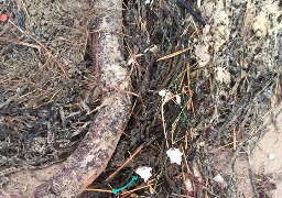 Pollution à la paraffine sur la plage de Wissant