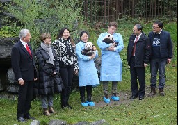 A Pairi Daiza, les nouveaux bébés pandas ont reçu leur prénom !