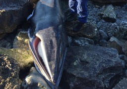 Un rorqual de 3 mètres de long s'échoue à Wimereux