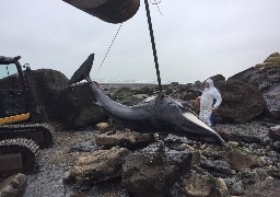 Le rorqual retrouvé mardi à Wimereux a été relevé