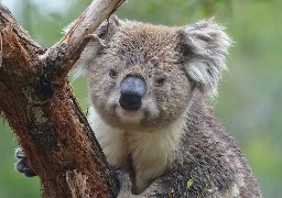 Boulogne: l'espace Maes se mobilise pour venir en aide aux animaux victimes des incendies en Australie