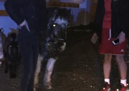 A Wimereux, un poney et deux chèvres se font la belle sur la plage !