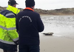 Un veau marin et un bébé phoque, blessés, secourus sur les plages de la Côte d'Opale 