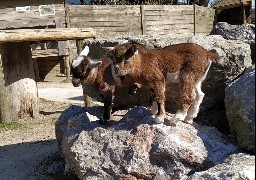 Trois premières naissances au parc zoologique de Fort-Mardyck