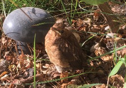 « Confinés mais aux aguets… », comptez les oiseaux !