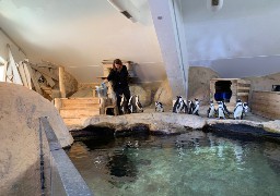 A Nausicaà, les soigneurs se relaient tous les jours pour nourrir les poissons.