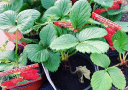 On peut à nouveau acheter des plants potagers dans les jardineries !