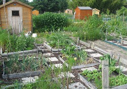 L'activité est encadrée dans les jardins ouvriers.