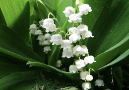 1er Mai: la vente du muguet va être étroitement encadrée