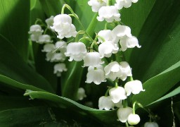 Avec le confinement, les fleuristes s'adaptent pour vendre le traditionnel muguet du 1er mai