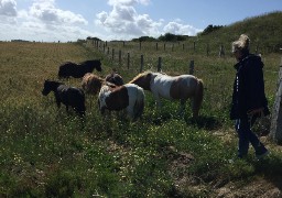 8 poneys échappés d'un enclos lundi matin à Wimereux.