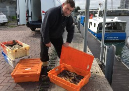 Assistez au retour de pêche des fileyeurs lors d’une balade à pied à Boulogne sur mer.