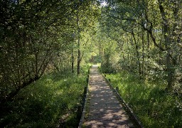 Découvrez les plantes du marais de Condette !