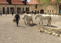 La maison du cheval boulonnais : gratuit tous les mardis et jeudis après-midi ! 