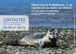 Ne vous approchez pas des phoques qui se reposent sur les bancs de sable de notre littoral !