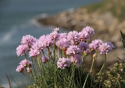 Sorties: découvrez la flore et la géologie du Cap Blanc Nez