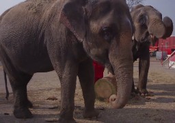 On ne pourra bientôt plus voir de lions ni d’éléphants dans les cirques français