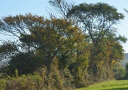 Le bois des haies sera valorisé par les agriculteurs du Parc naturel !