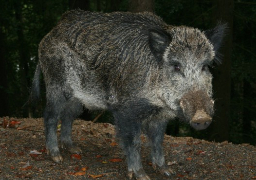 Pas-de-Calais: la chasse de certaines espèces autorisée pendant le confinement