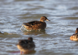 Grippe aviaire : le Nord, le Pas-de-Calais et la Somme placés en 