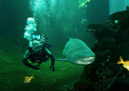 Salon Nausicaà, la polémique des requins-marteaux lui a fait perdre 26 000 visiteurs.