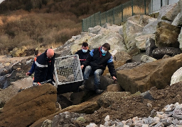 Audinghen: sauvetage d'un bébé phoque pris dans des filets