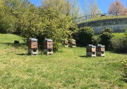 On prend soin aussi des abeilles à l'hôpital Duchenne !