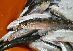 C'est la saison de la sardine boulonnaise !