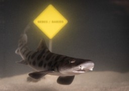 16 bébés requins-léopards sont nés à Nausicaá