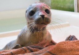 Appel au parrainage d'un bébé phoque échoué sur la plage du Touquet