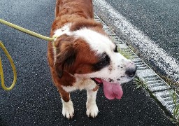 A16/boulonnais : un chien errant sauvé par les gendarmes