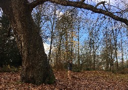 La Capelle les Boulogne : votez pour l'arbre de l'année au château de Conteval !