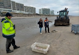 Neufchatel-Hardelot: un bébé phoque blessé secouru sur la plage