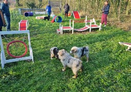 Succès de l’Académie canine pour chiots à Recques-sur-Hem