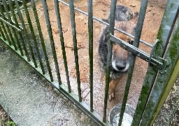 Lottinghen : 3 chiens ont été retrouvés abandonnés et à l’agonie dans une maison.