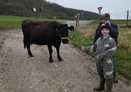 Une vache de Samer, Lumineuse, s'apprête à défiler au Salon International de l'Agriculture.