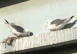 Boulogne: renouvellement de la campagne de perturbation de nidification des goélands