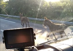 Des ânes déambulent sur l’A16 !