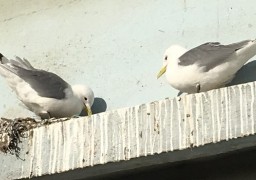 Grippe aviaire : extension de la zone réglementée à plusieurs communes du boulonnais